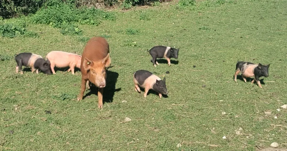 Weaners - Image 1