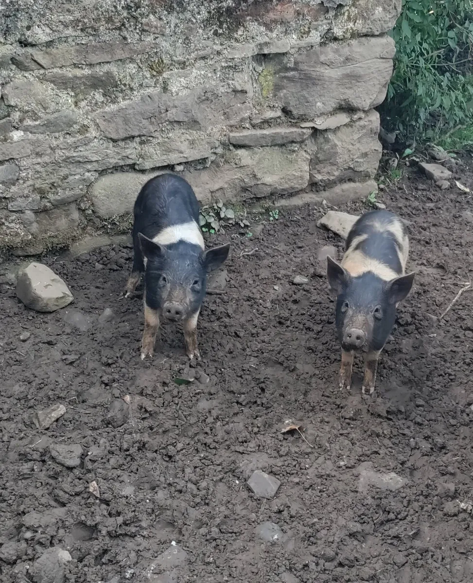 Weaners - Image 3