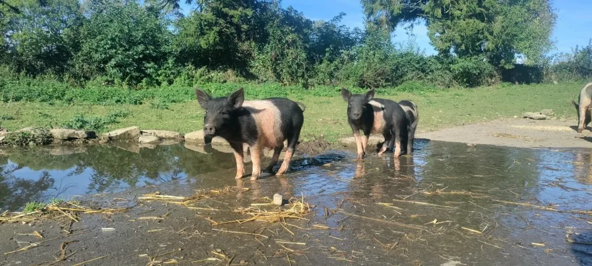Weaners - Image 4