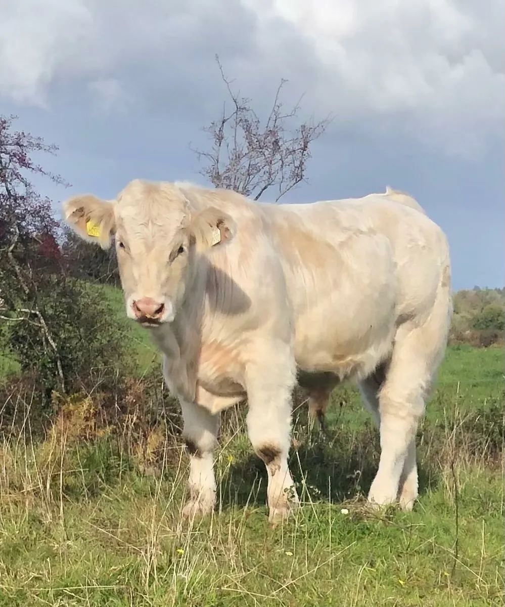 PBNR CH bull - Image 1