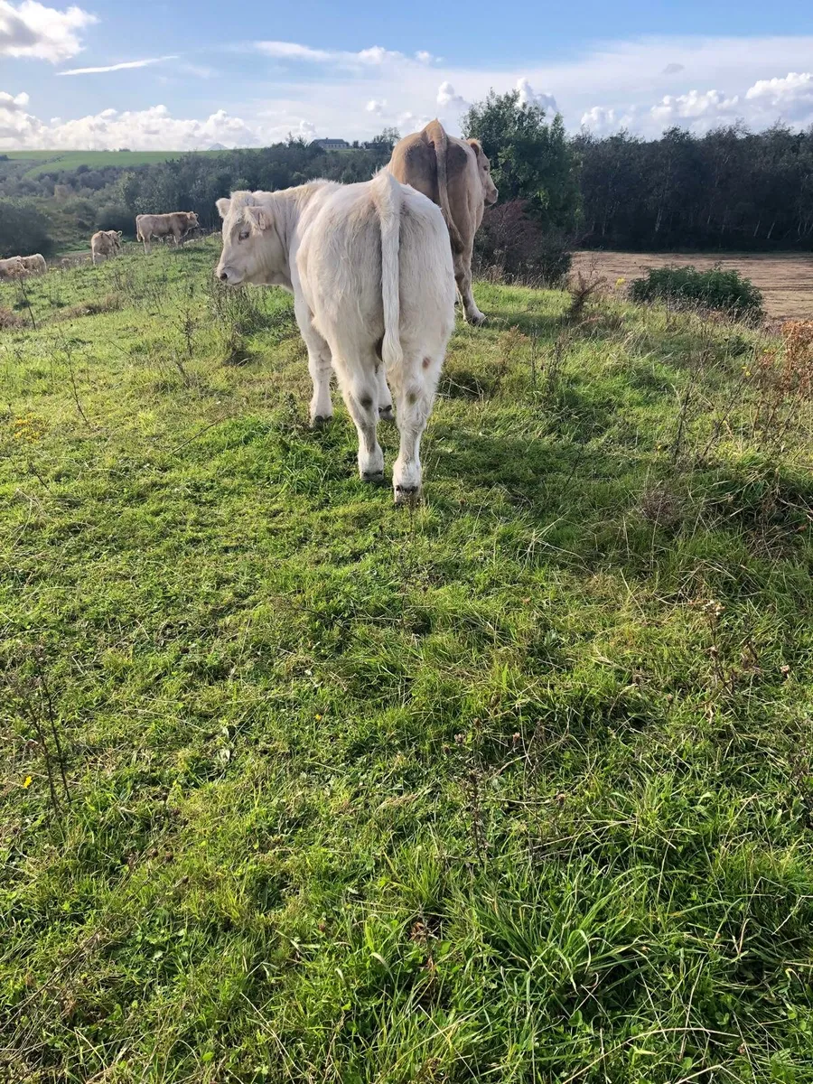 PBNR CH bull - Image 2
