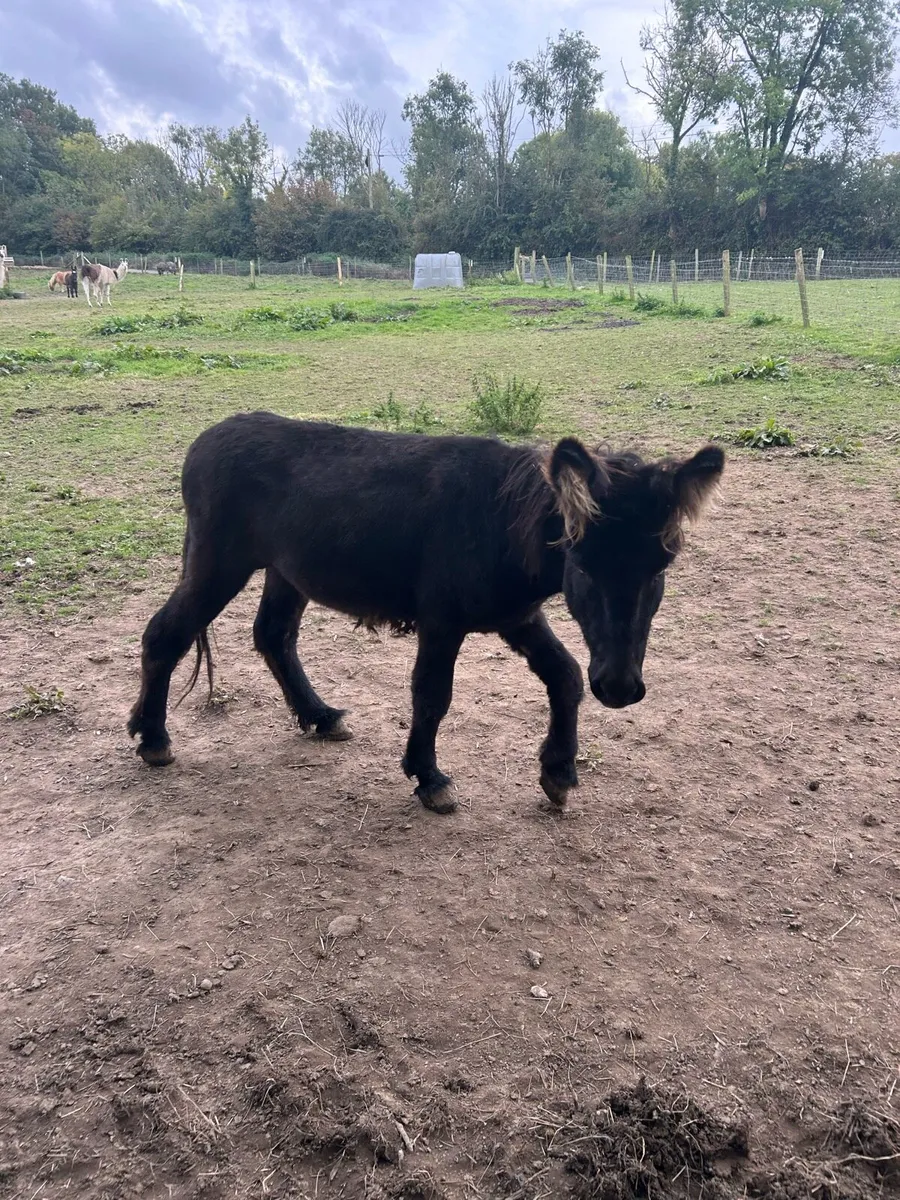 Donkey - Image 2