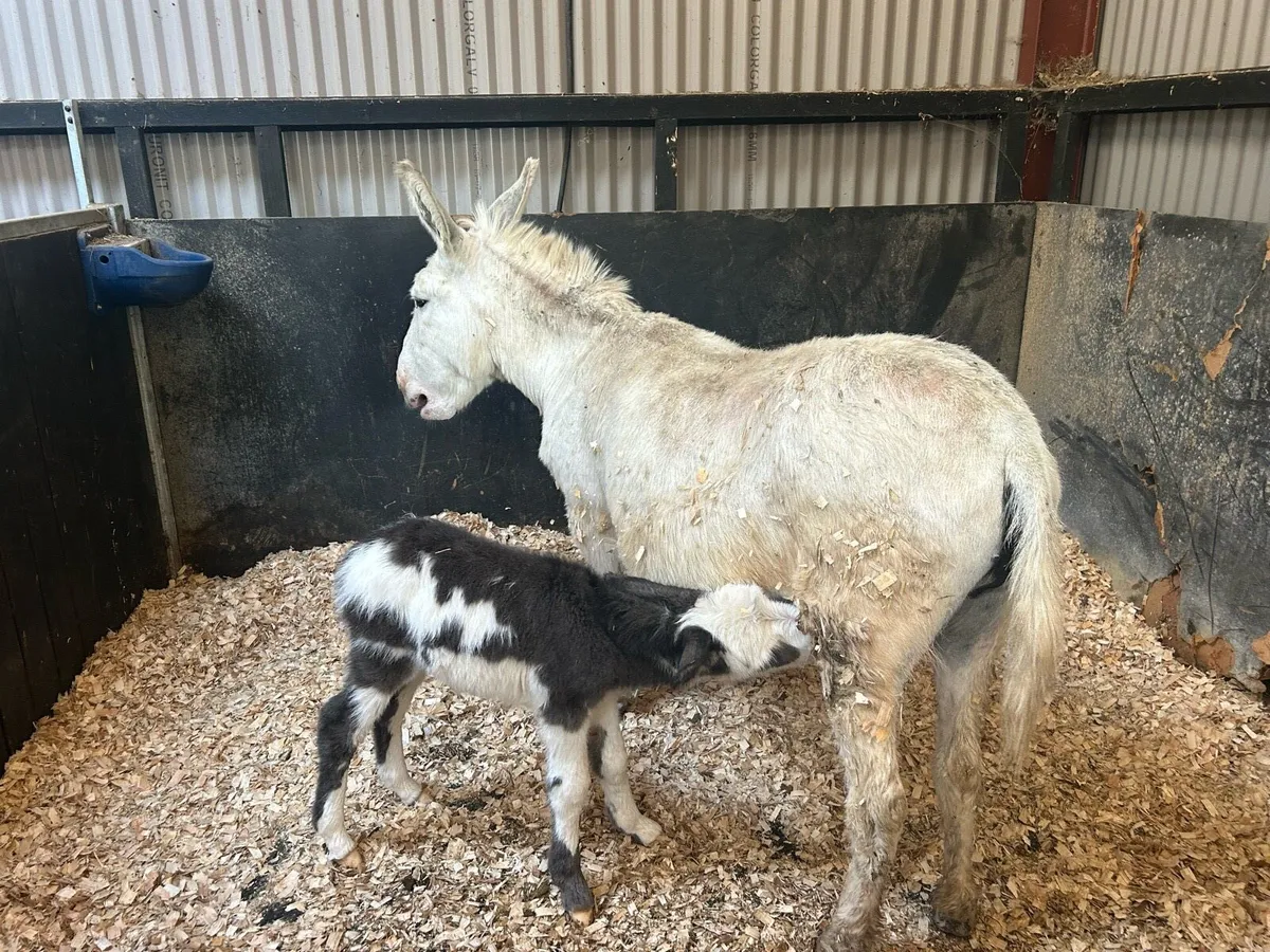 Donkey - Image 3