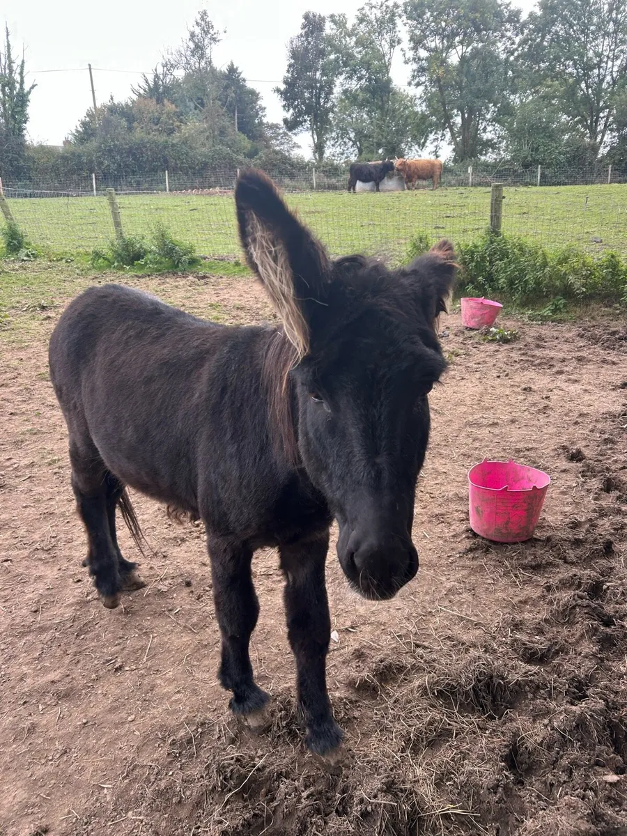 Donkey - Image 1