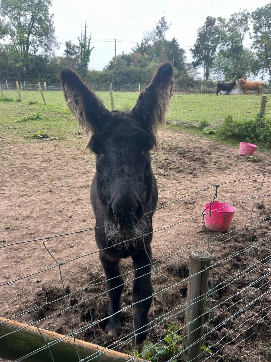 Donkey - Image 4