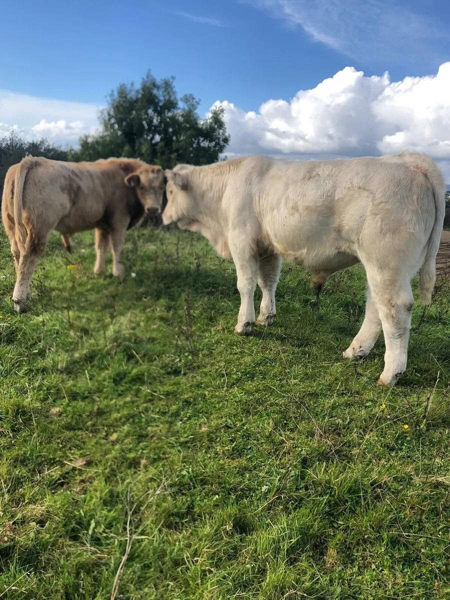PBNR CH bull - Image 4