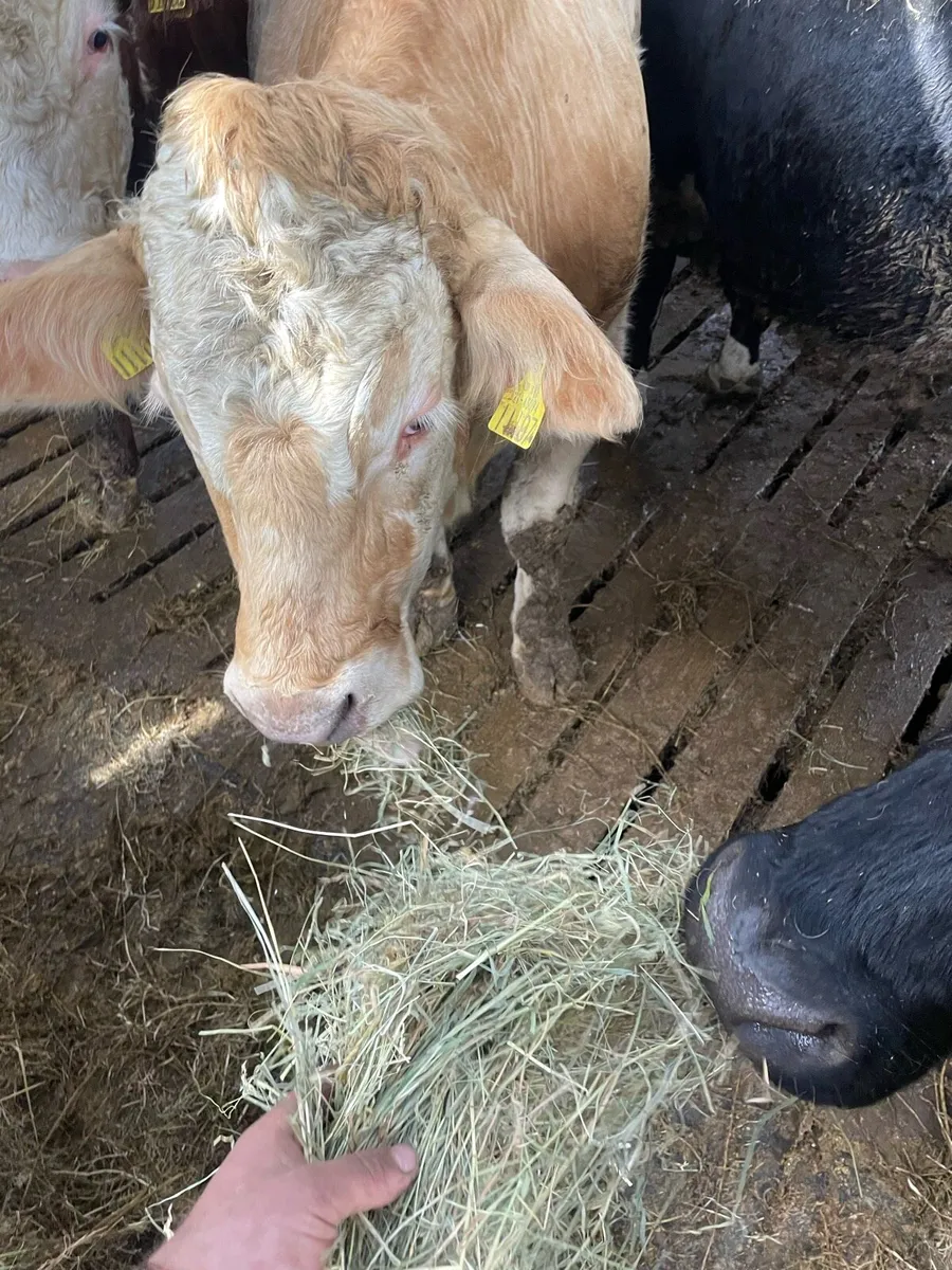 hay - Image 4
