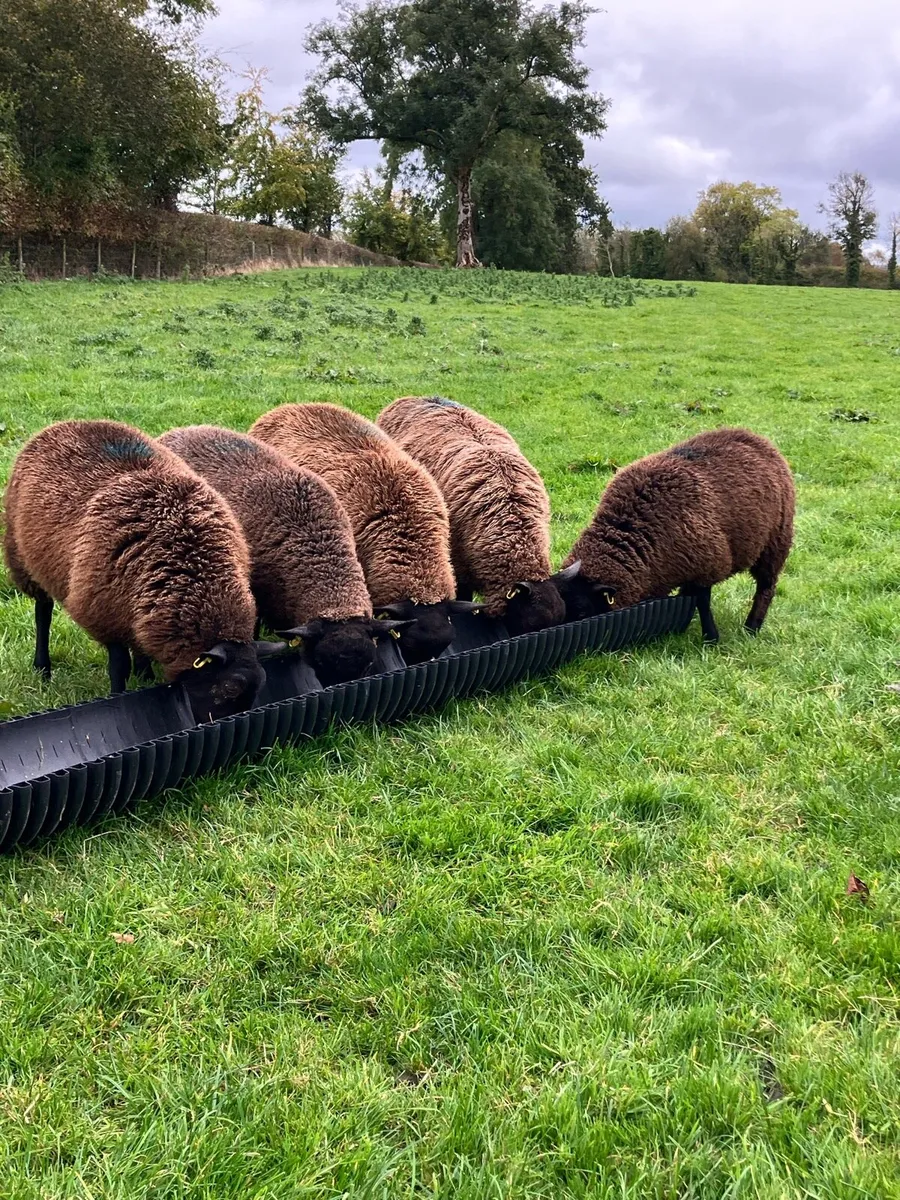 *** 5 black ewe lambs *** - Image 1