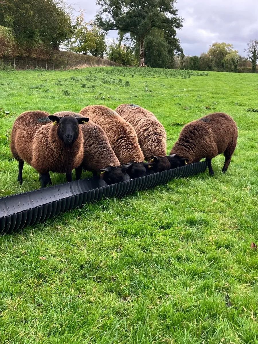 *** 5 black ewe lambs *** - Image 2