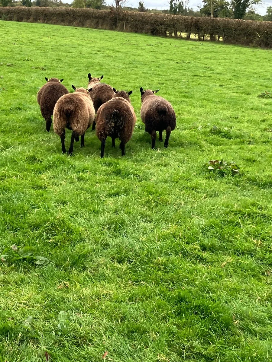 *** 5 black ewe lambs *** - Image 3