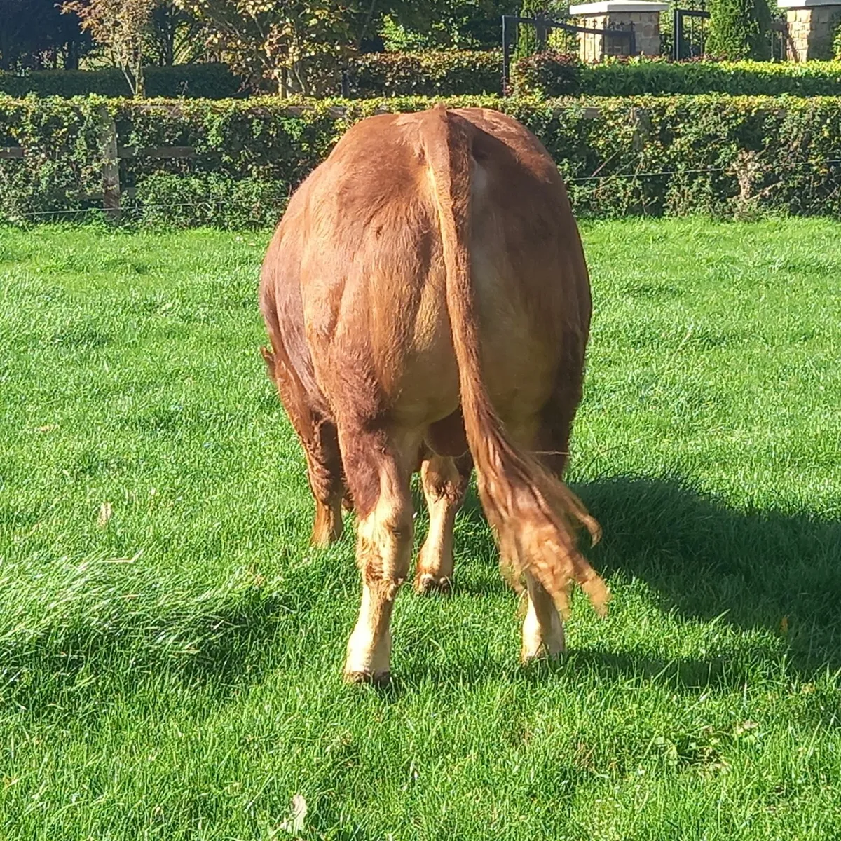 5 🌟Limousin Bull 150Replacement - Image 4