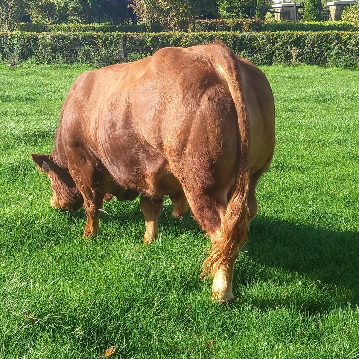 5 🌟Limousin Bull 150Replacement - Image 3