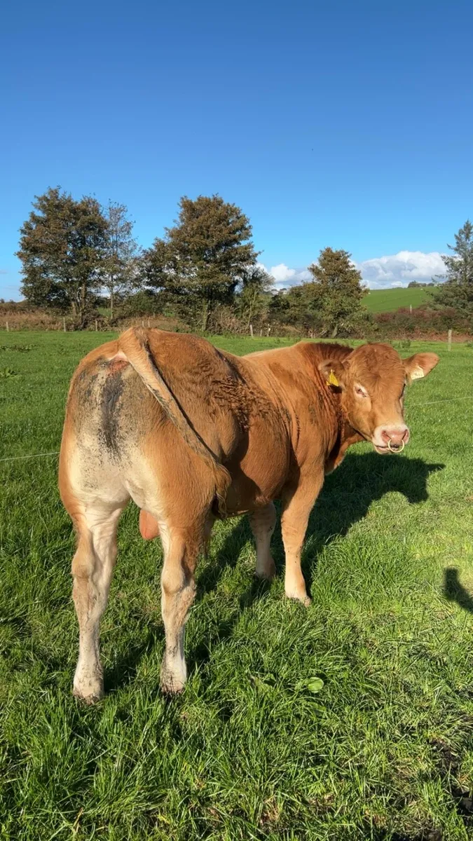 🌟⭐️Pedigree Limousin Bull⭐️🌟 - Image 1