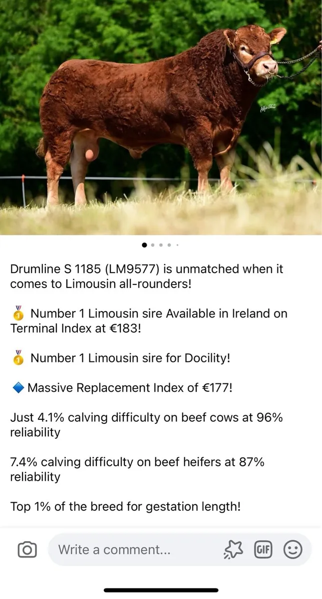 🌟⭐️Pedigree Limousin Bull⭐️🌟 - Image 3