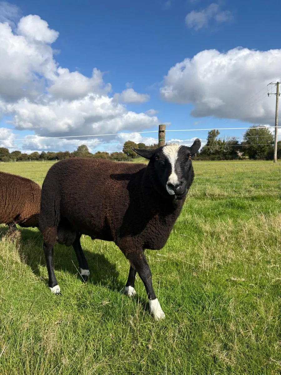 Zwartble Ram and Ewe lambs - Image 1