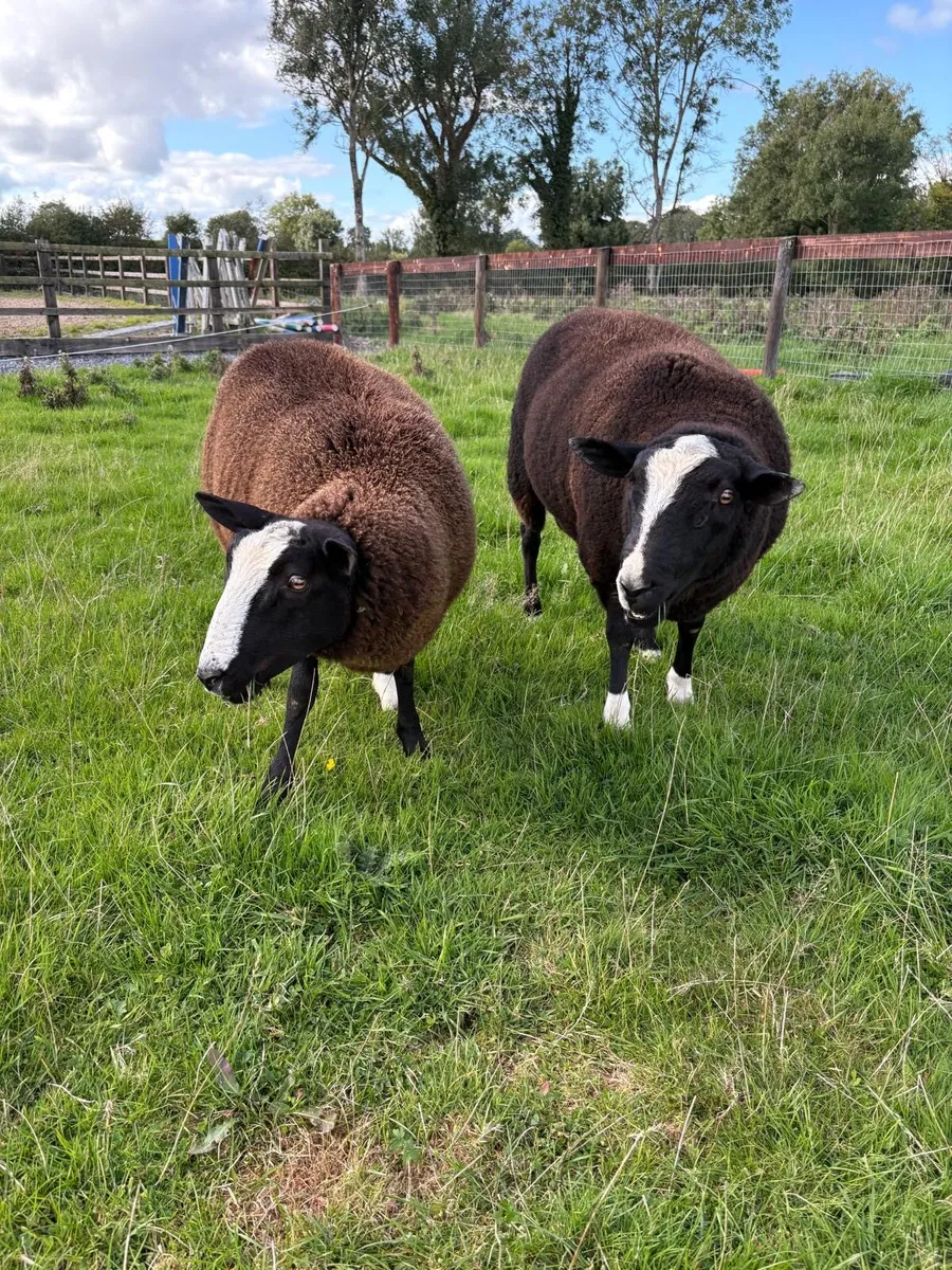 Zwartble Ram and Ewe lambs - Image 4