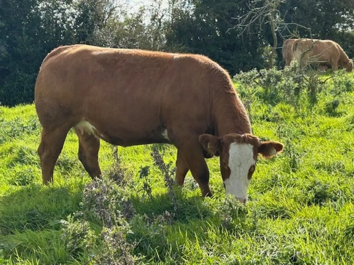 22 In Calf Heifers for sale  Elphin Mart 20th Oct - Image 1