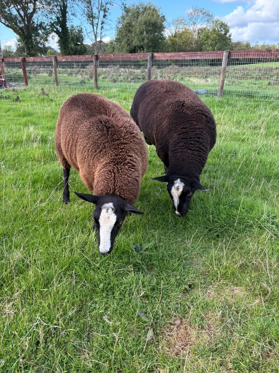 Zwartble Ram and Ewe lambs - Image 2