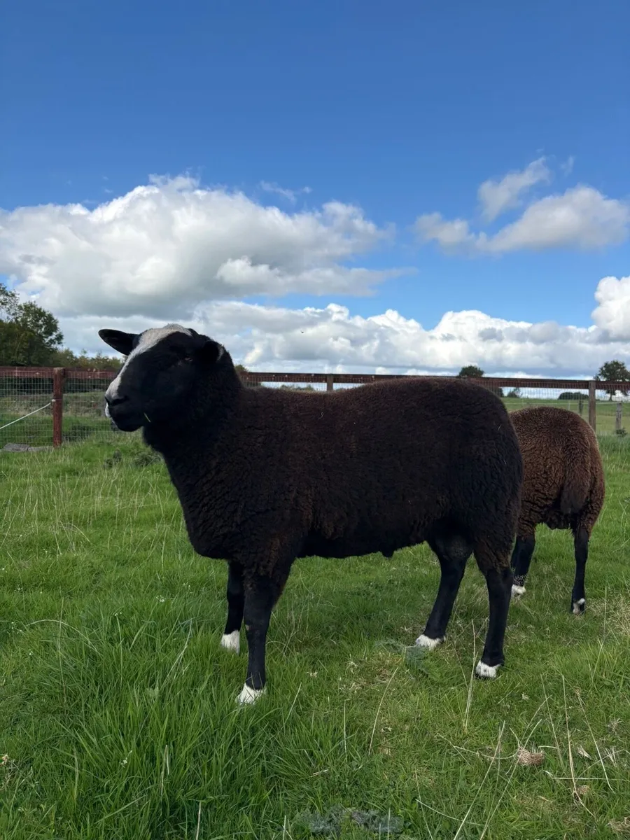 Zwartble Ram and Ewe lambs - Image 3