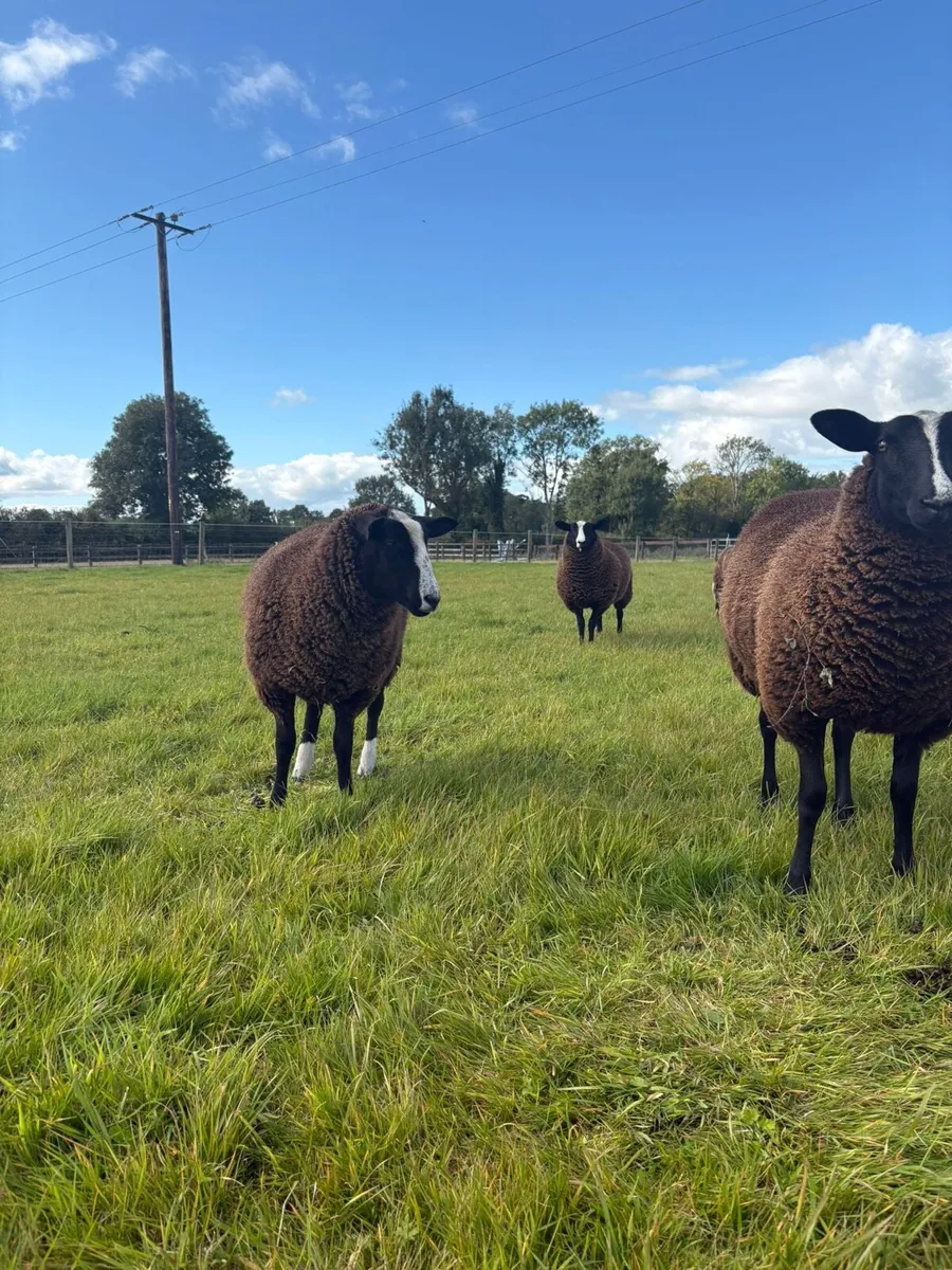 Zwartble Ewe lambs - Image 2