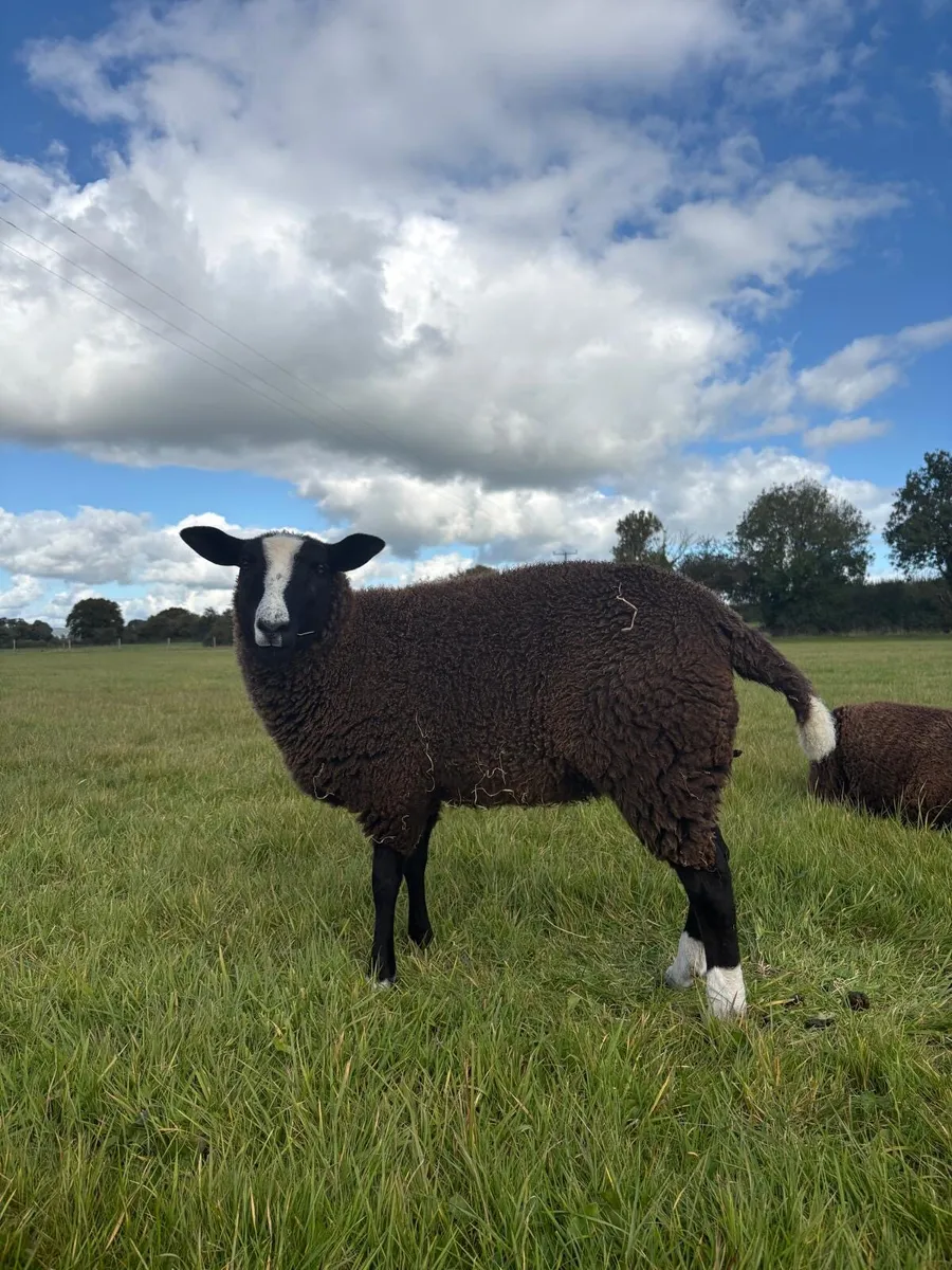 Zwartble Ewe lambs - Image 1
