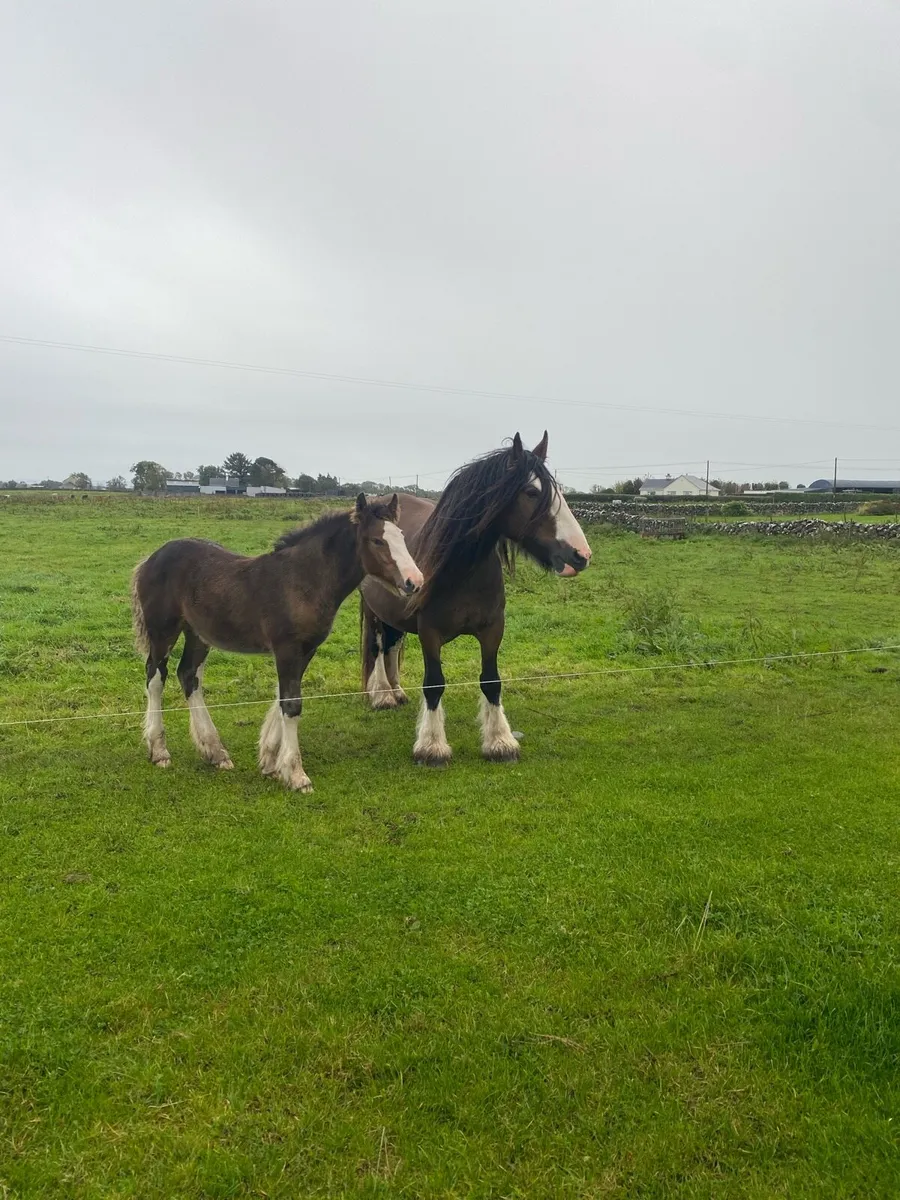 16–2 Mare with colt foal. - Image 2