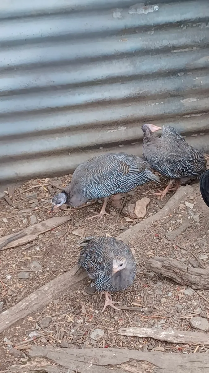 Guinea fowl - Image 2
