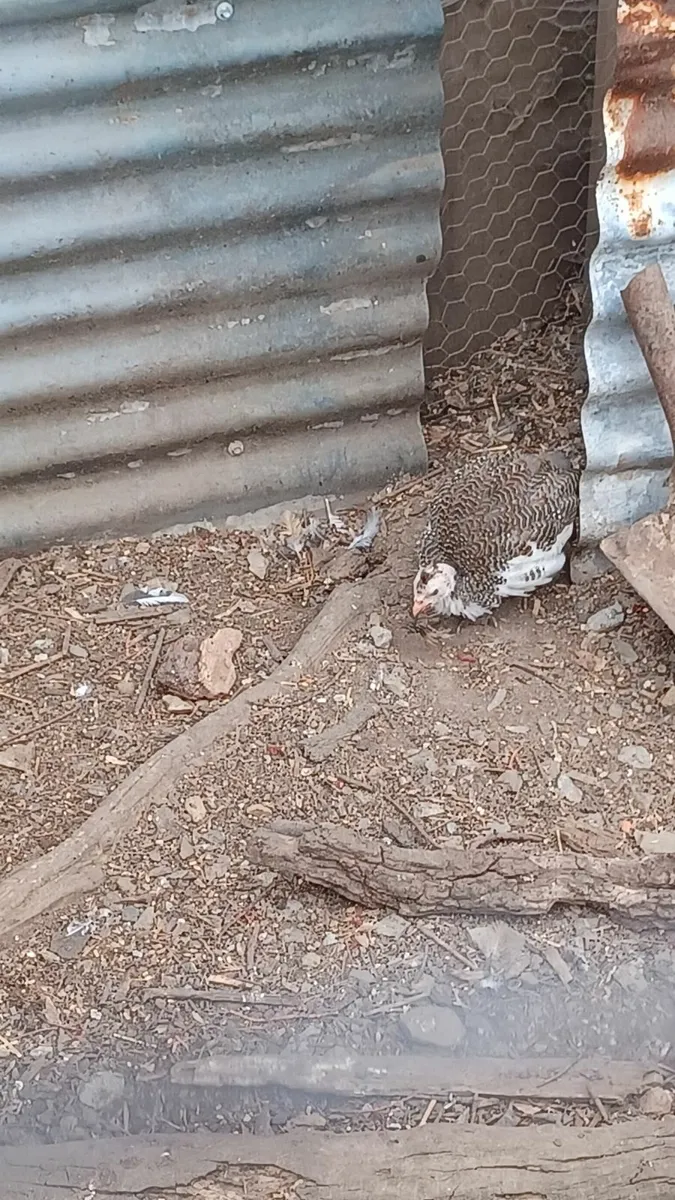 Guinea fowl - Image 3