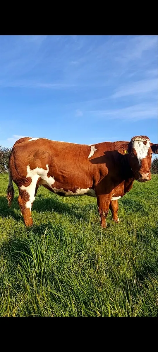 17 Incalf Heifers - Image 1