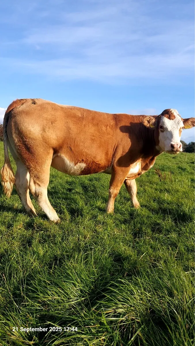 17 Incalf Heifers - Image 2