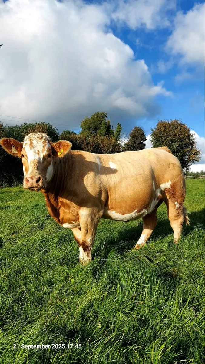 17 Incalf Heifers - Image 3