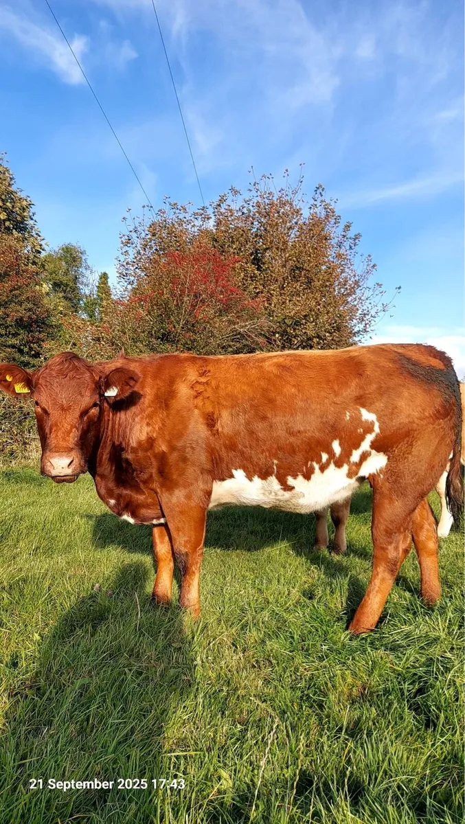 17 Incalf Heifers - Image 4