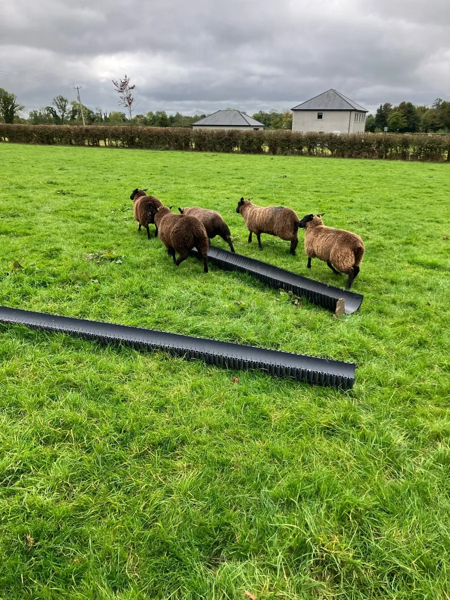 *** 5 black ewe lambs *** - Image 4