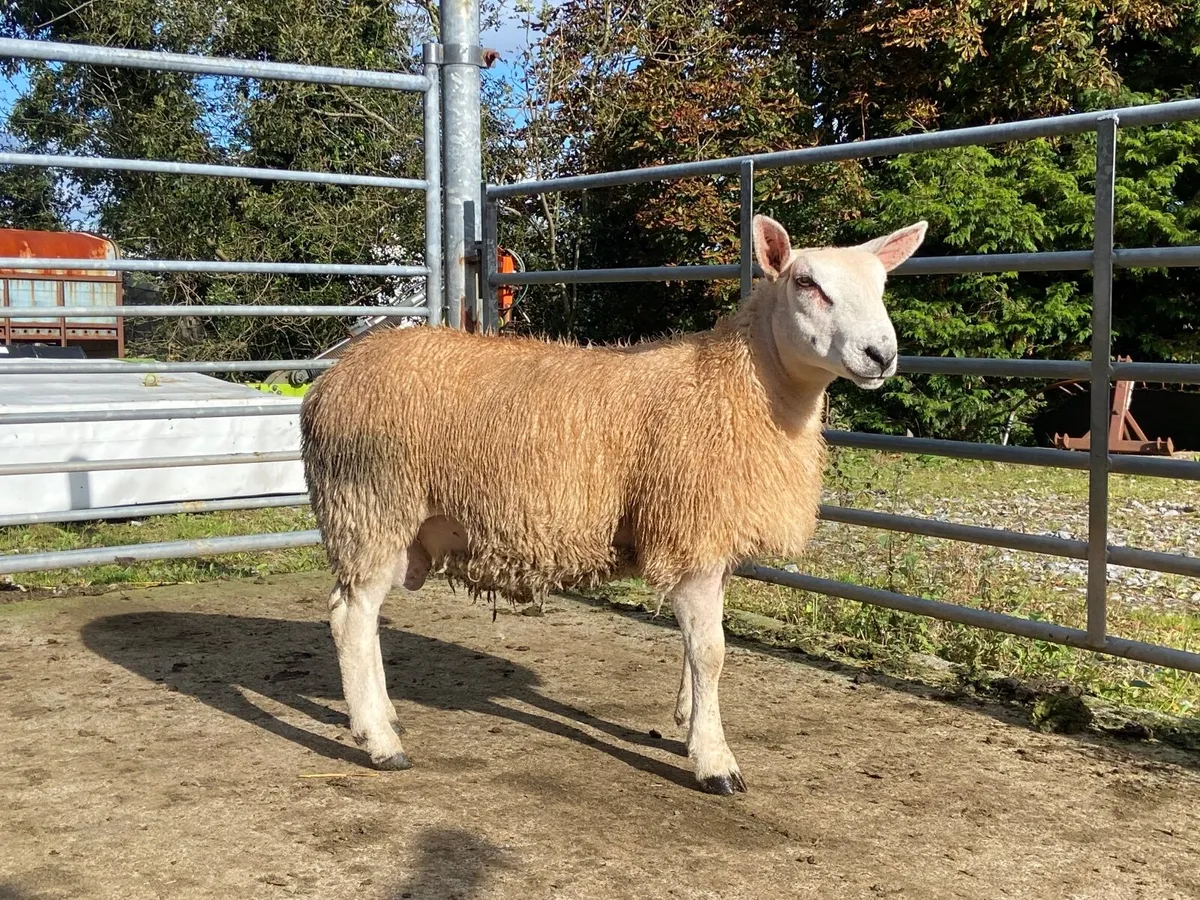 Sheep - Image 1