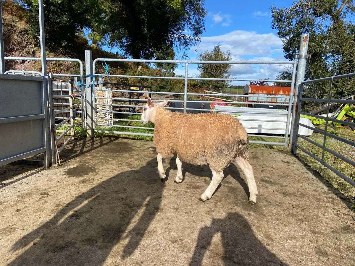 Sheep - Image 2