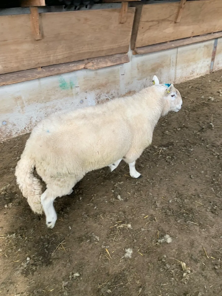 Cheviot ram - Image 1