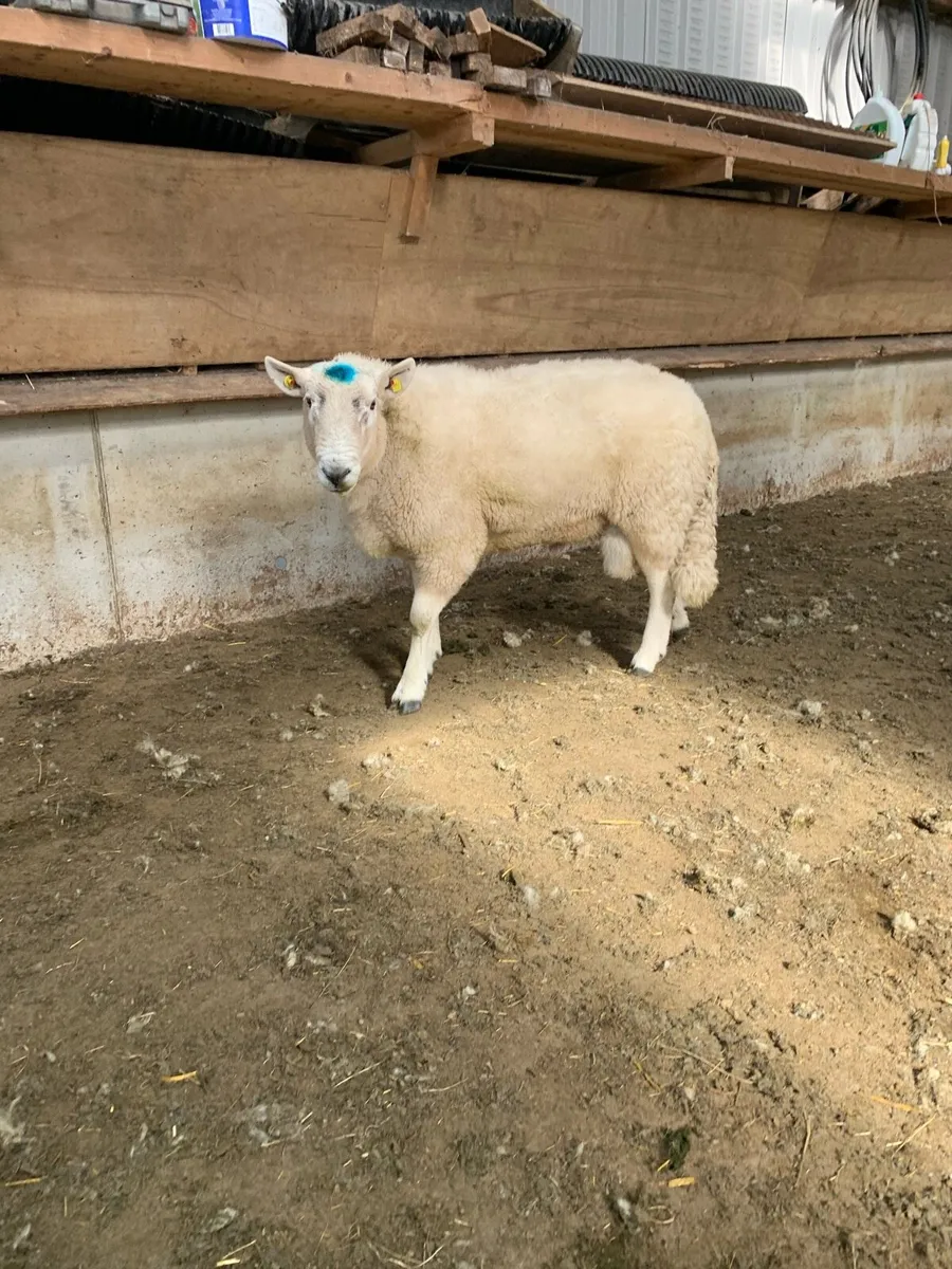 Cheviot ram - Image 2