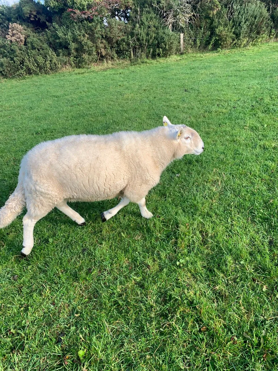 Cheviot ram - Image 3