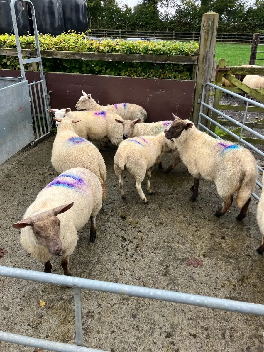 8 Ewe lambs - Image 1
