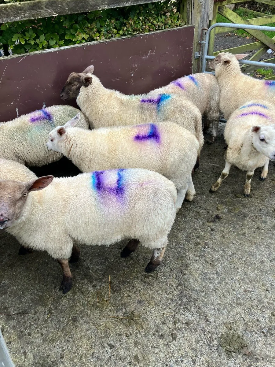8 Ewe lambs - Image 2