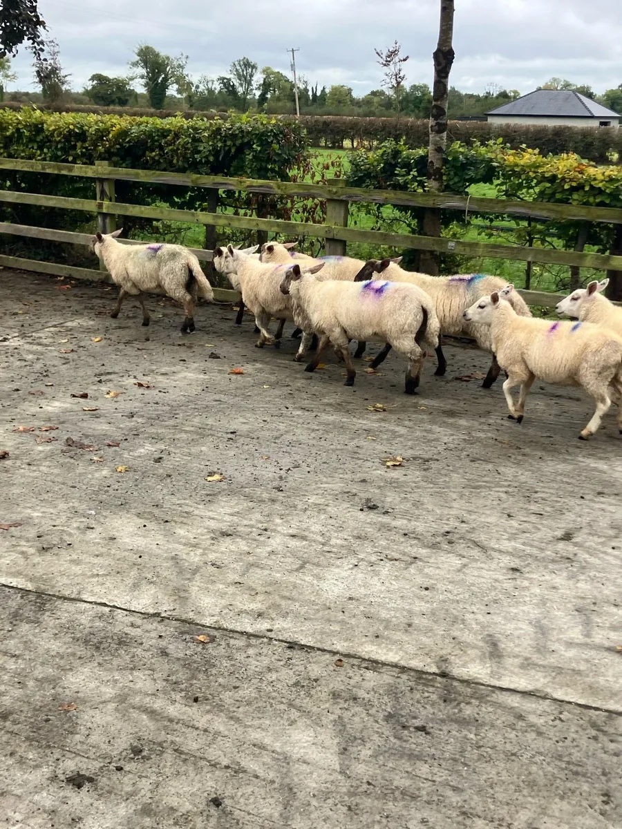 8 Ewe lambs - Image 3