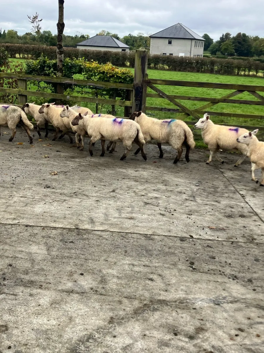 8 Ewe lambs - Image 4