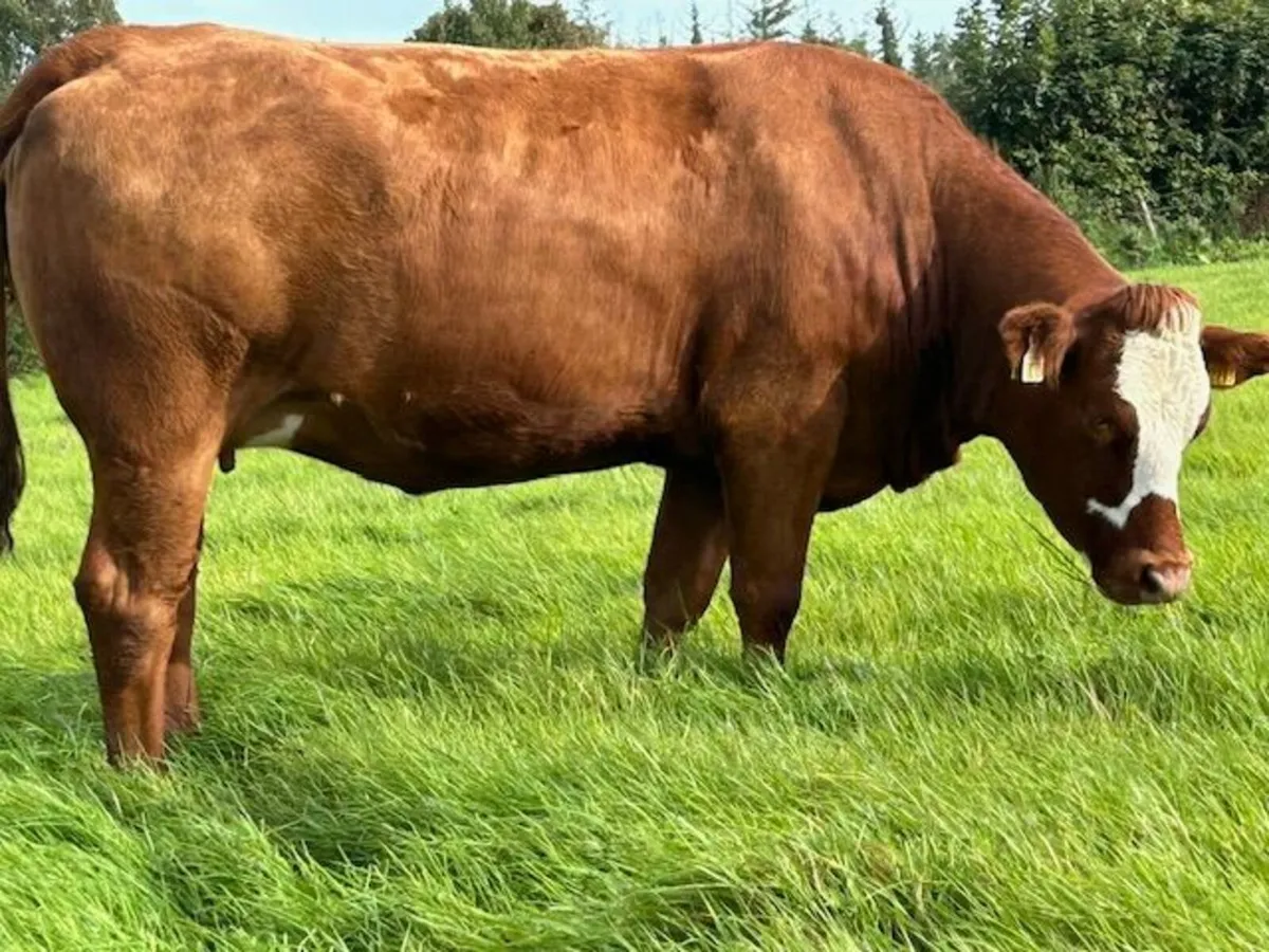 22 In Calf Heifers for sale  Elphin Mart 20th Oct - Image 3