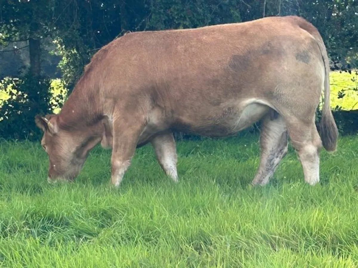 22 In Calf Heifers for sale  Elphin Mart 20th Oct - Image 4