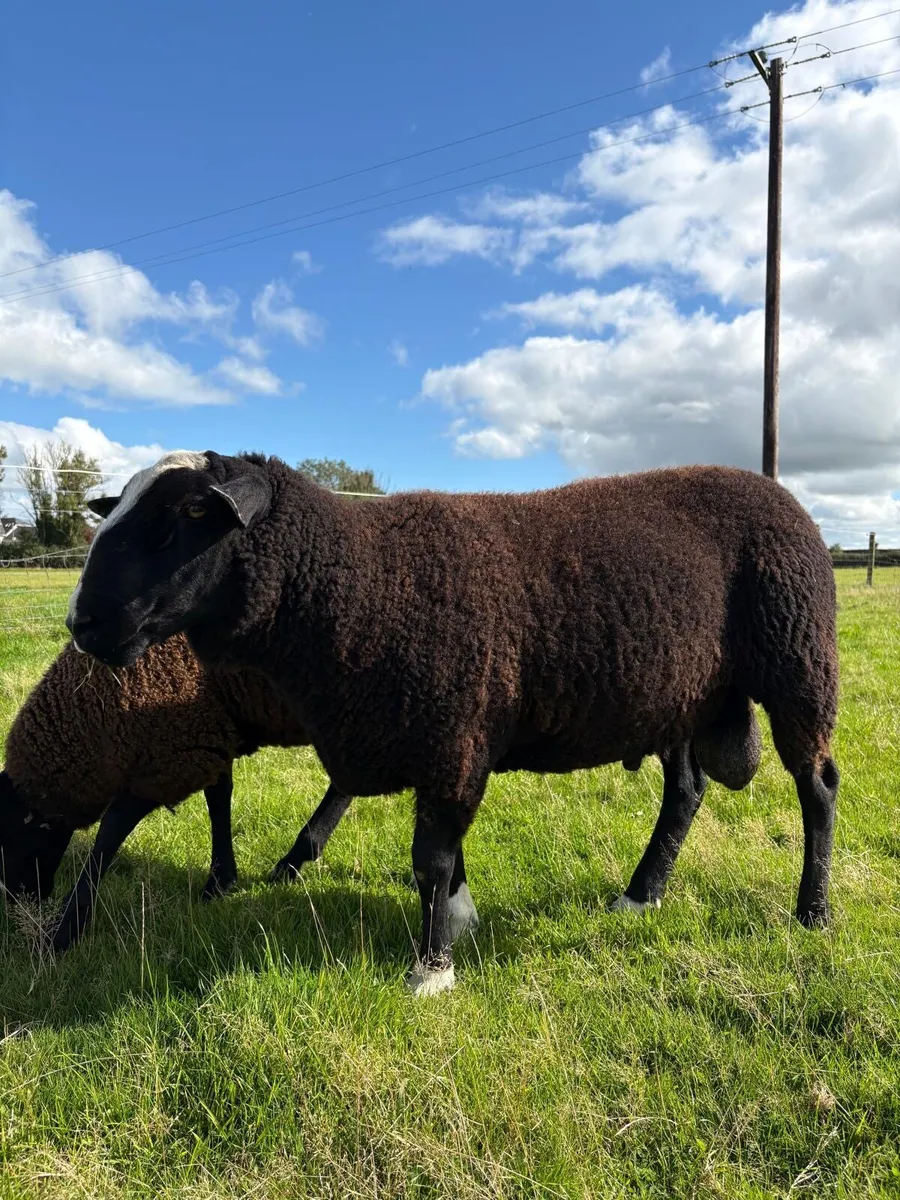 Zwartble Ram and Ewe lambs - Image 3