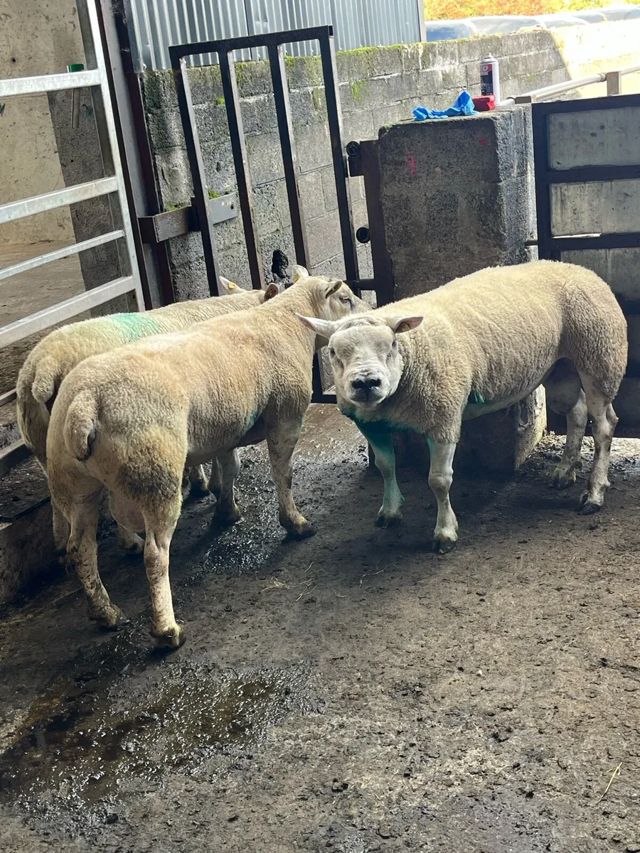 3 three year old pedigree rams - Image 1