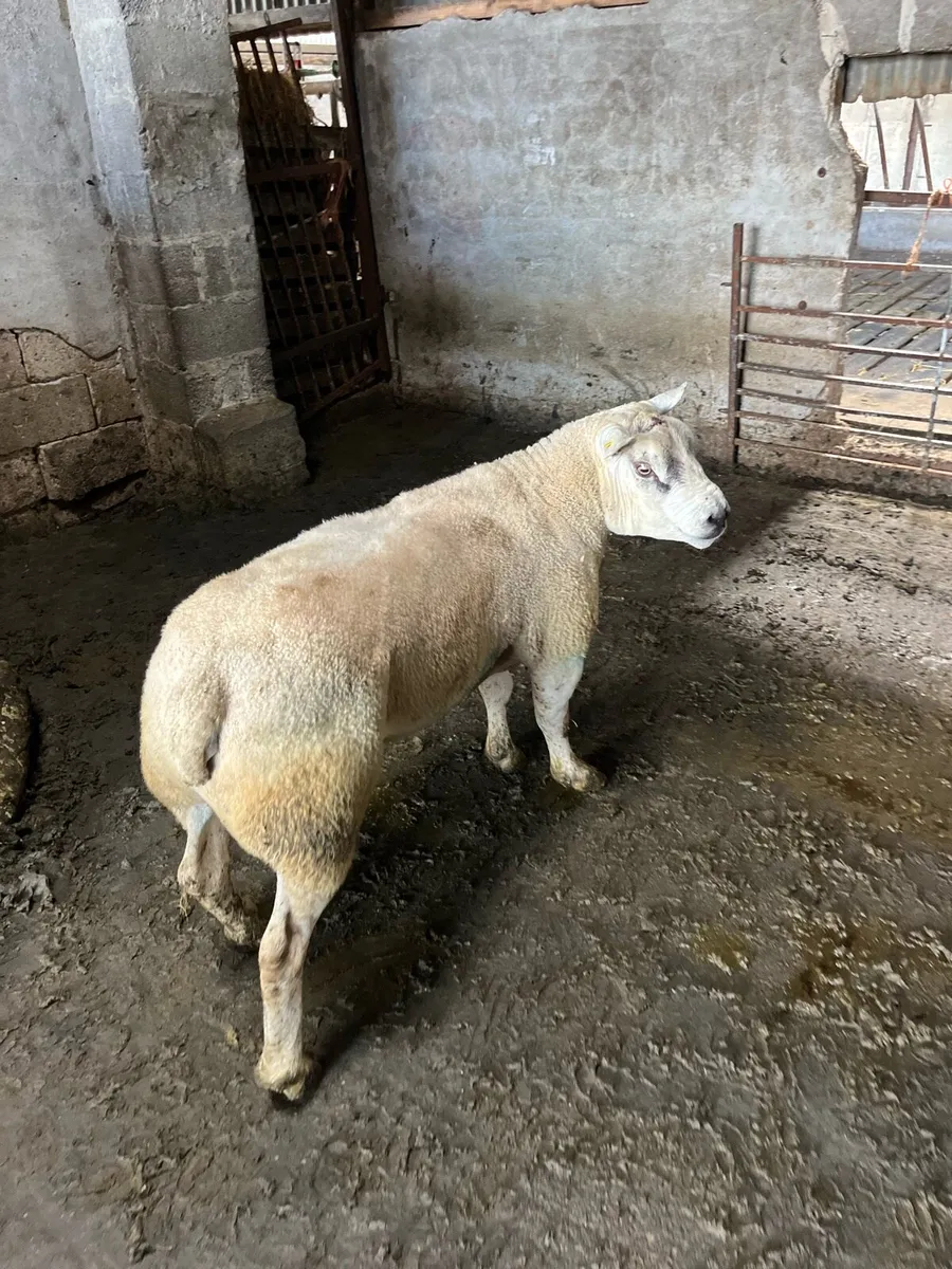 3 three year old pedigree rams - Image 2