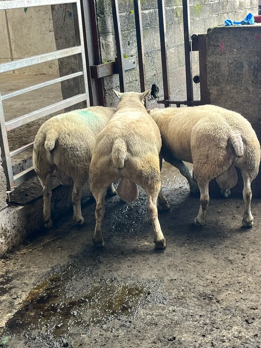 3 three year old pedigree rams - Image 3