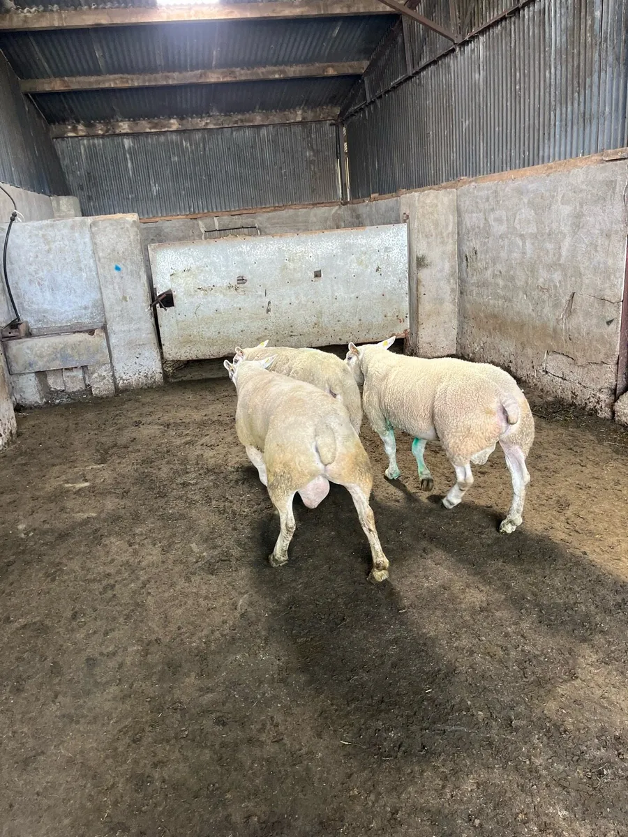 3 three year old pedigree rams - Image 4