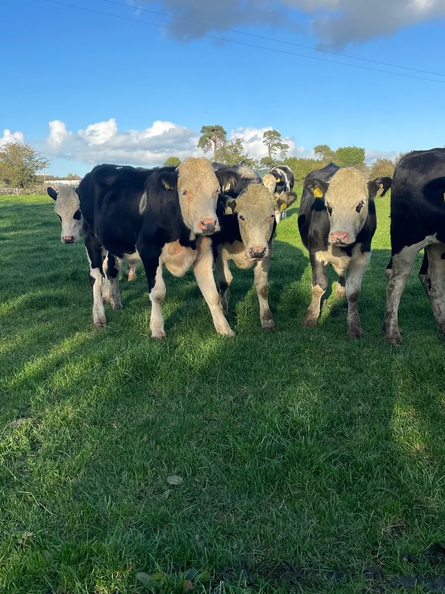 20 Hereford bullocks - Image 2